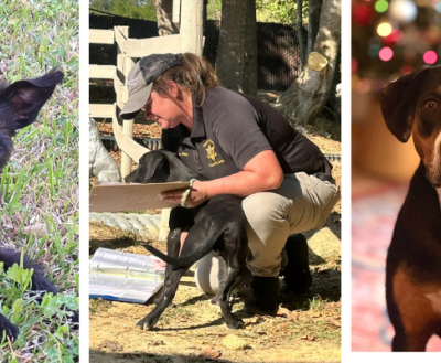 3 pictures - one of a black terrier, one of a woman holding a dog and one of a beagle